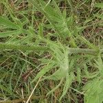 Knautia arvensis Leaf