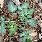 Geum canadense Folio