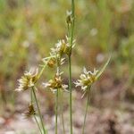 Juncus capitatus Інше