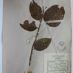 Terminalia anogeissiana Sonstige