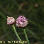 Allium strictum Květ