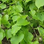 Tilia cordata Blad