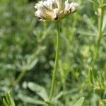 Lotus dorycnium Flower