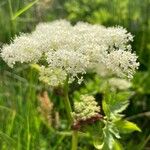 Peucedanum ostruthium Flower