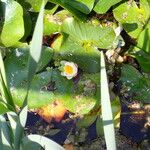 Nymphaea albaFlower