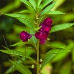 Impatiens balsamina Flor
