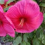 Hibiscus palustris Flower