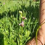 Ophrys apiferaFloare