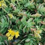 Sedum palmeri List