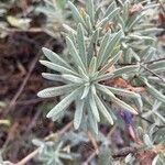 Eriogonum arborescens Folha