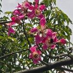 Ceiba speciosaBlomst