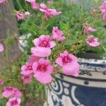 Diascia rigescens Květ