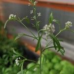 Lepidium sativumКветка