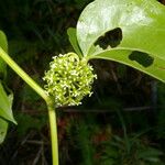 Smilax subpubescens Flower