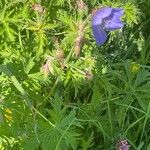 Geranium pratense Buveinė