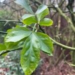 Citrus trifoliata Blad