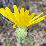 Senecio provincialis Flower