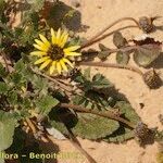 Arctotheca calendula Staniste