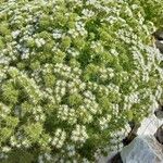 Drypis spinosa Fula