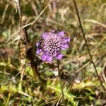 Scabiosa lucida 花