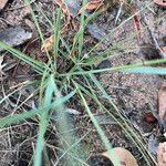 Eragrostis elongata ശീലം