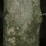 Matisia ochrocalyx 树皮