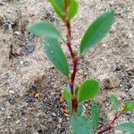 Polygonum aviculare 葉