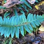 Polystichum acrostichoides ഇല