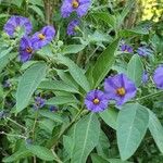 Solanum laciniatumFloare