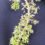 Vitis tiliifolia Ďalší