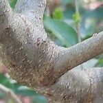 Cyrtomium macrophyllum Bark