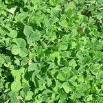 Medicago coronata Leaf