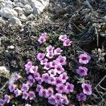 Saxifraga oppositifolia Květ
