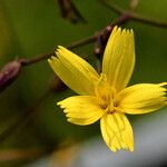 Lactuca muralis Fula