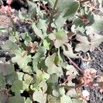 Rumex scutatus Hoja