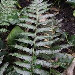 Diplazium esculentumList