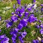 Campanula serrata Кветка