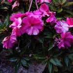 Impatiens walleriana花