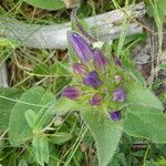Campanula glomerata Corteza