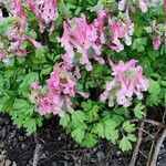 Corydalis solida Hoja