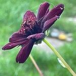 Cosmos atrosanguineus Õis