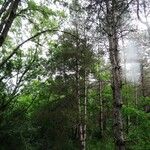 Pinus resinosa Συνήθη χαρακτηριστικά