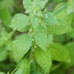 Parietaria debilis Levél