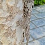 Lagerstroemia speciosa Bark