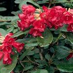 Rhododendron catacosmum