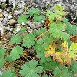 Geranium cinereum आदत