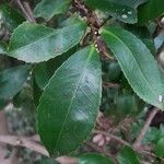 Eurya japonica ফুল