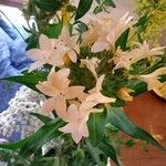 Collomia grandiflora Цветок