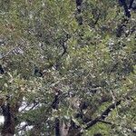 Quercus chrysolepis Yaprak