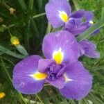 Iris xiphium Virág